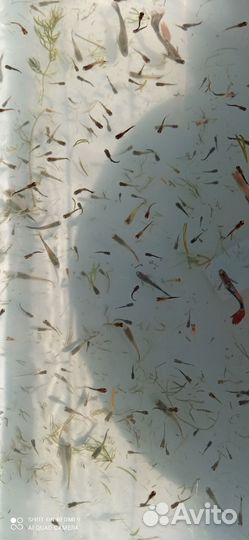 Аквариумные рыбки гуппи, мальки