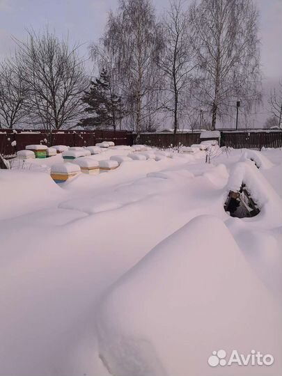 Племенные ио Матки