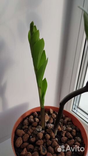 Замиокулькас