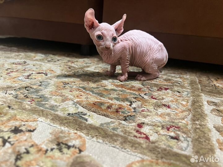 Канадский эльф