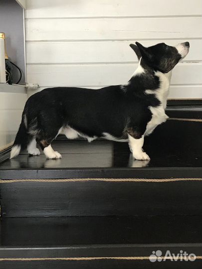 Кобель Вельш Корги Кардиган на вязку