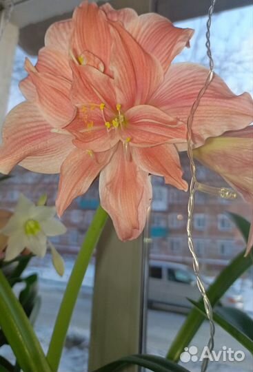 Комнатные цветы