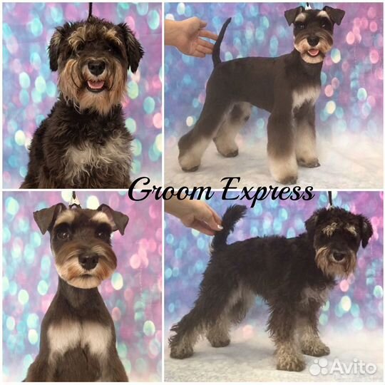 Стрижка собак, тримминг, УЗ. чистка зубов