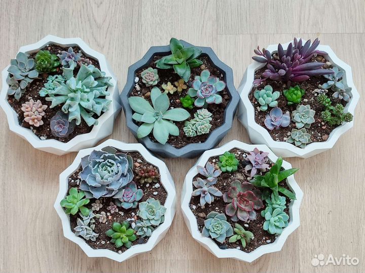 Суккуленты