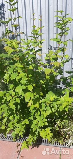 Калина бульденеж