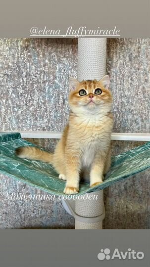 Шотландские котята