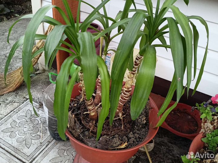 Комнатные растения, взрослые и саженцы