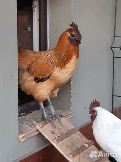 Петухи Лакеданзи