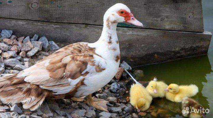 Продаются индоутки