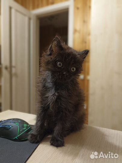 Абсолютно чёрный котёнок
