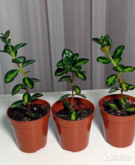 Комнатные растения