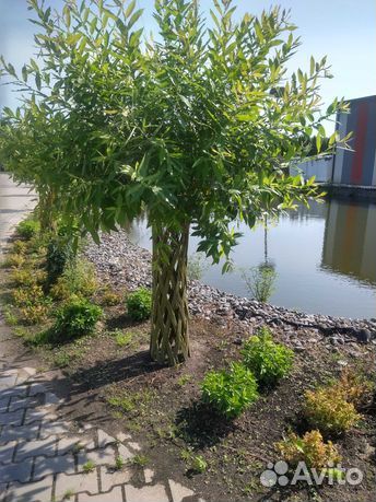 Живое плетеное дерево. Русская пальма