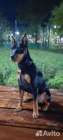 Вязка цвергпинчер