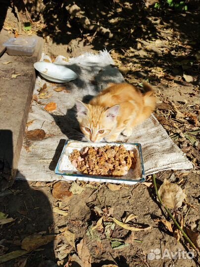 Котята ищут хозяина
