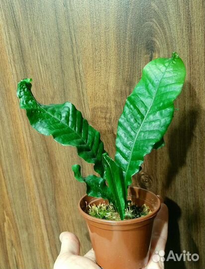 Папоротники (Платицериум, Аглаоморфа, Дринария)