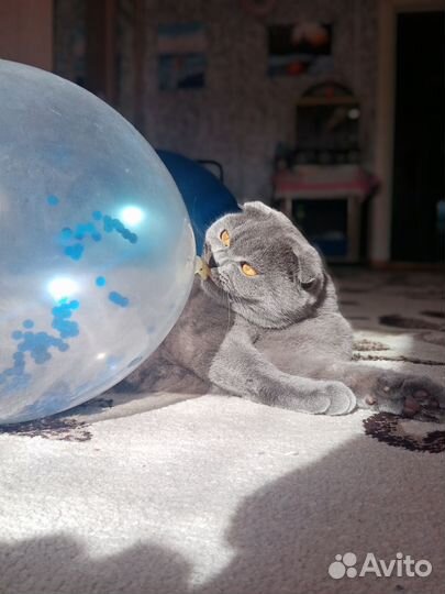 Шотландская вязка