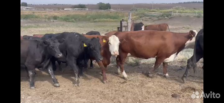 Коровы абердин ангус и герефорд с телочками