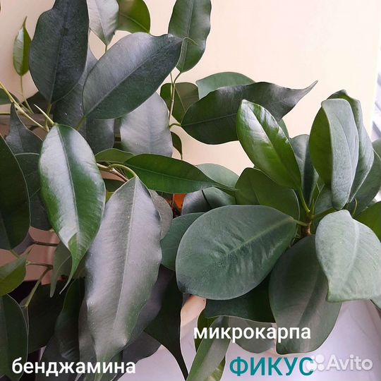 Герань Фикус Бенджамина Микрокарпа Золотой ус
