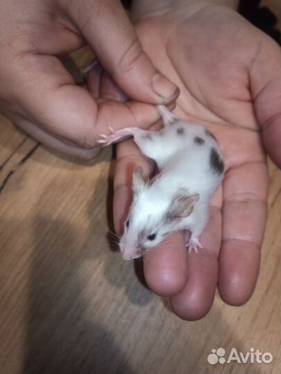 Мышь сатиновая декоративная