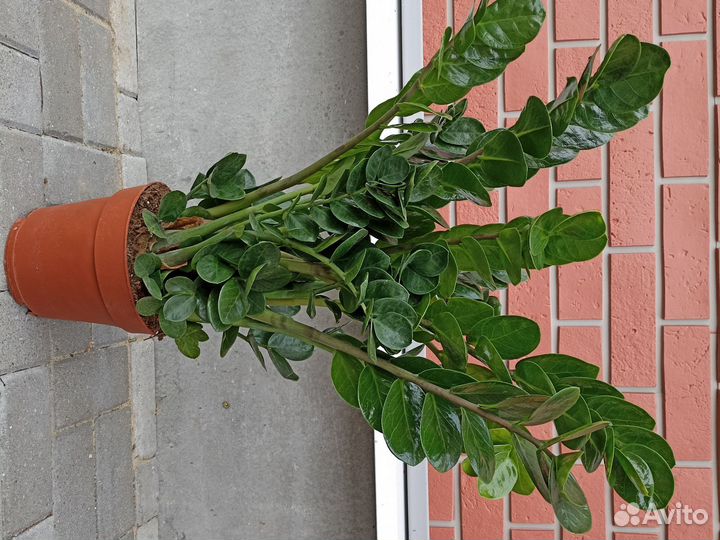 Замиокулькас мидори