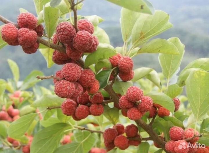 Саженцы Киви, фейхоа,кудрания,мушмула