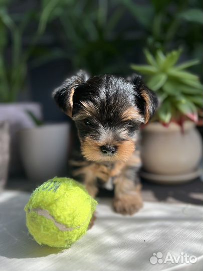 Йоркширский терьер