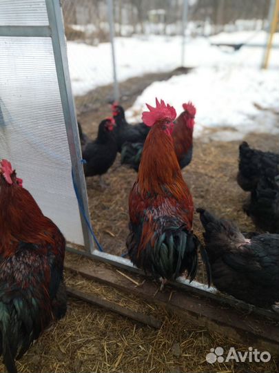 Петух маран