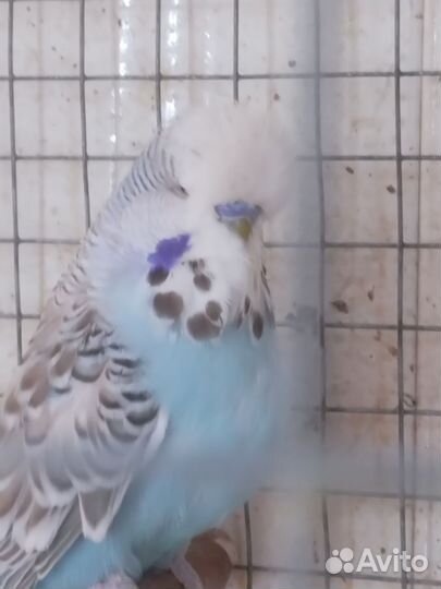 Выставочные попугаи чехи