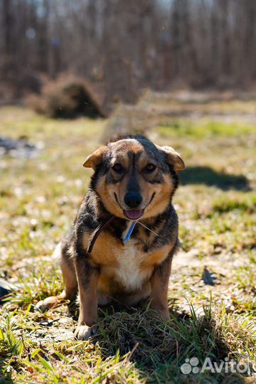 Крошка Силька придаст Вашей жизни смысл