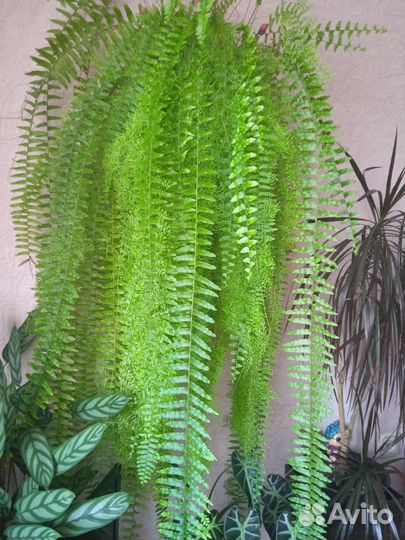 Папоротник, зефирантес