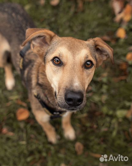 Собака Фанта из приюта в добрые руки