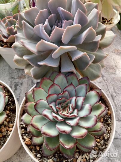 Суккуленты