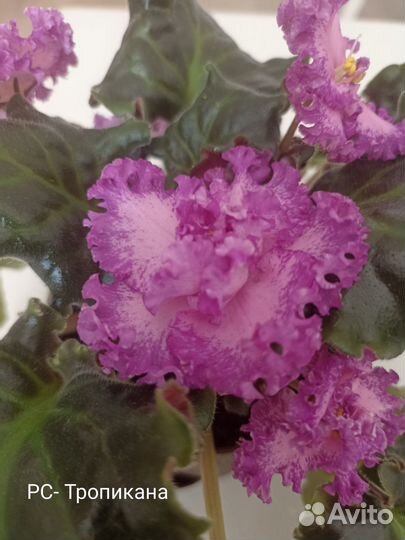 Фиалка лист срез