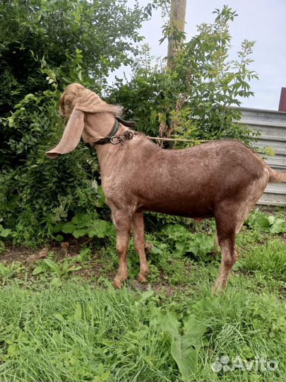 Козел племенной