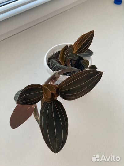 Орхидея лудизия