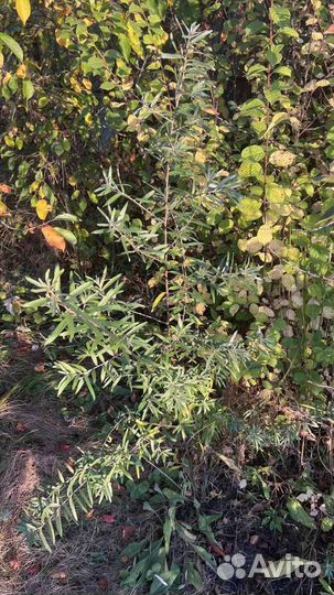 Облепиха вишня и другое