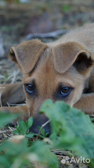 Щенок в добрые руки