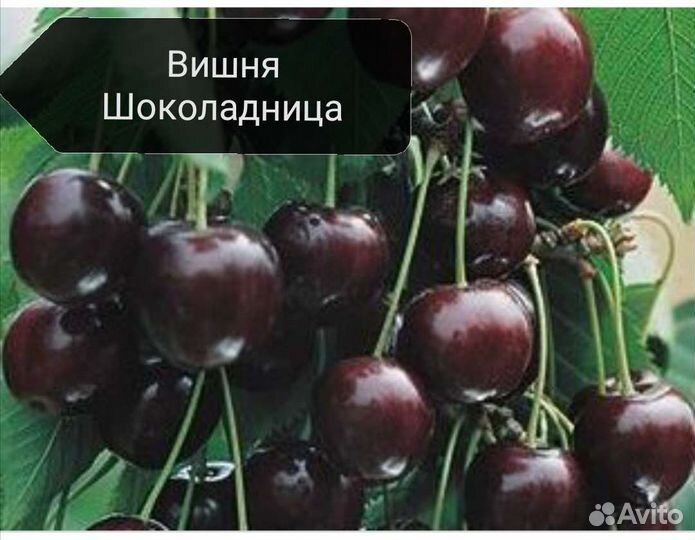 Саженцы плодовых деревьев