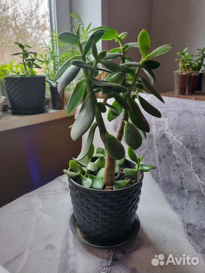 Толстянка, красула, жирянка, денежное дерево