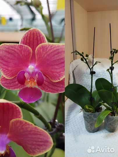 Орхидея фаленопсис