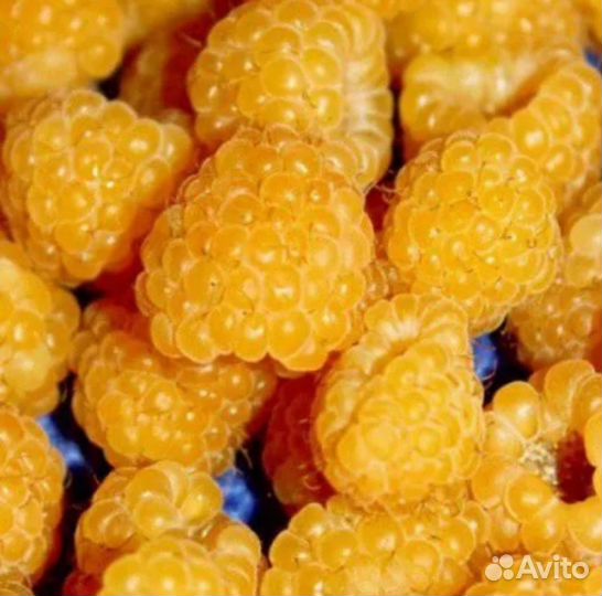 Малина Беглянка