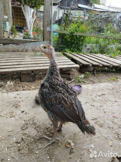Индюшата подрощенные Северо-Кавказская бронзовая