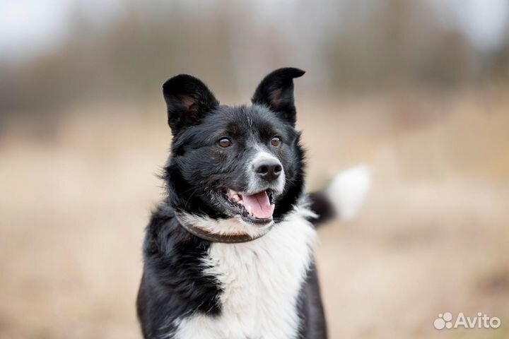 Метис лайки в дар