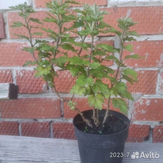 Садовые цветы и растения. Хризантема и Примула