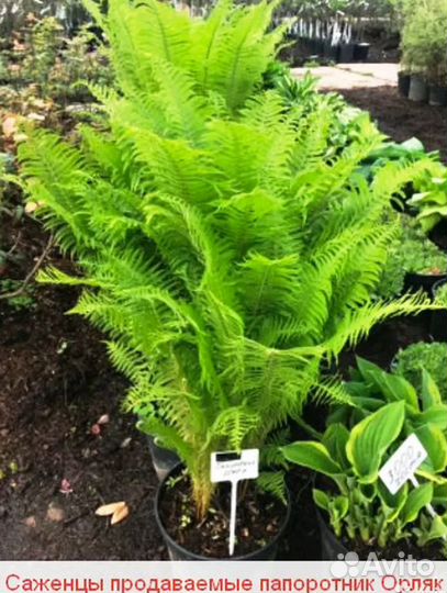 Папоротник страусник, орляк и Банановая пальма