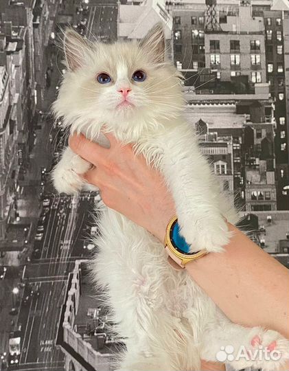 Мальчик рэгдолл