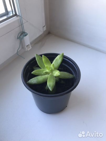 Толстянка суккулент растение цветок