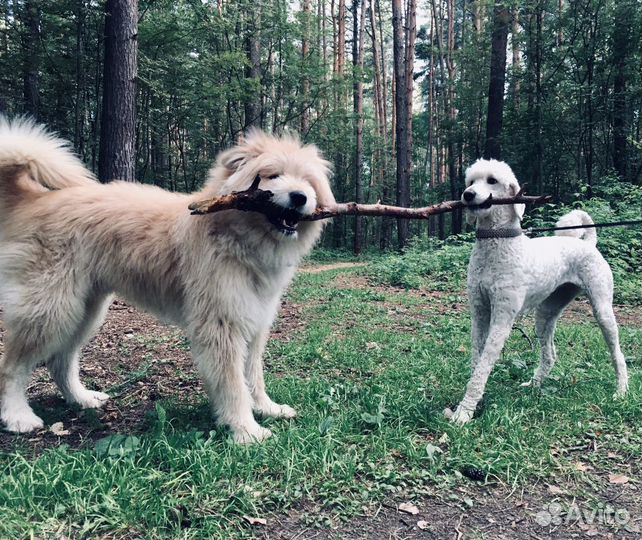 Передержка животных