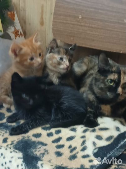 Котята в добрые руки приучены к лотку