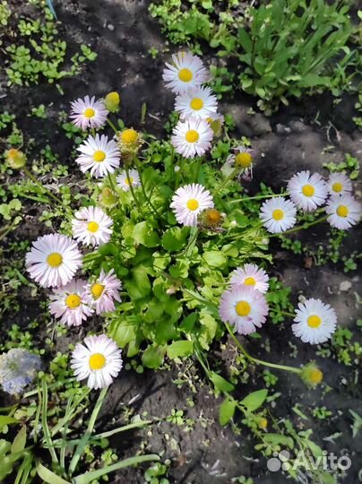 Садовые цветы